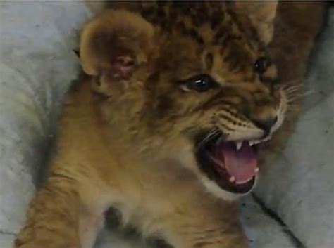 Baby Lion Has Cutest Roar Ever [Video]