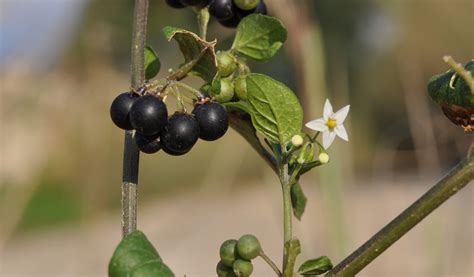 Maltese Nature: An edible yet deadly plant