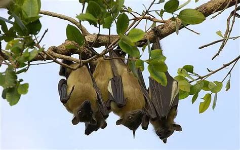 Facts About Bats For Kids | Bats Diet and Habitat