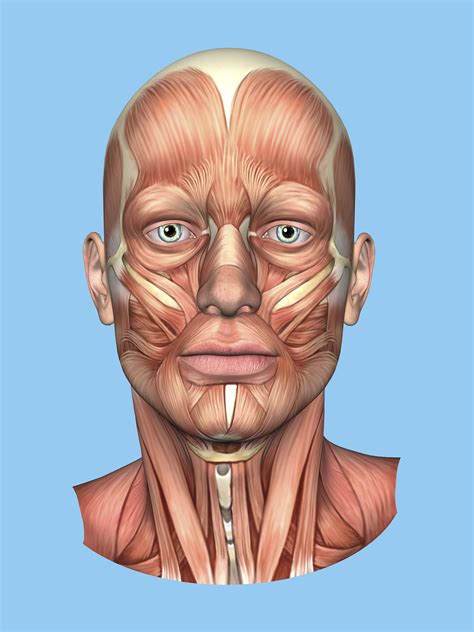 Gallery For > Facial Muscle Structure