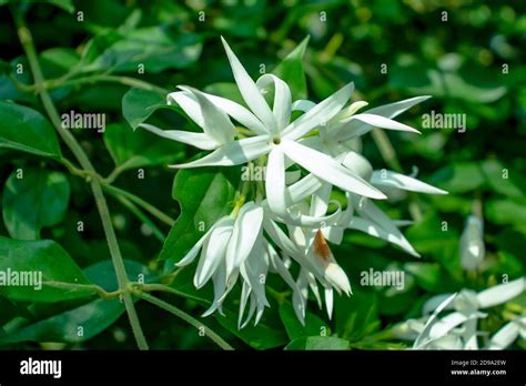 Jui Flowers High Resolution Stock Photography and Images - Alamy