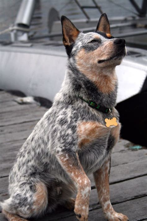 201 best Blue Heelers images on Pinterest | Cattle dogs, Australian ...