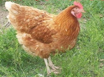 Golden Comet Chicken ~ Why Add Them to Your Farm - Rural Living Today