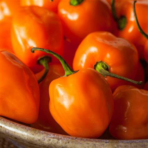 Orange Habanero Pepper Seeds - Natural Seed Bank