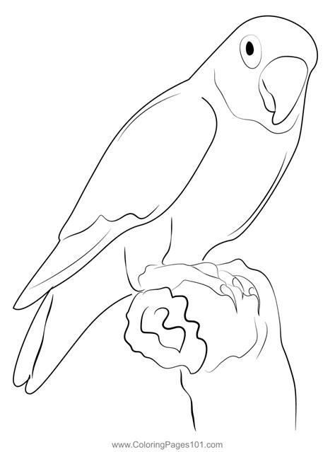 Love Bird Coloring Pages