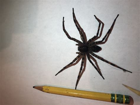 Dolomedes tenebrosus (Dark Fishing Spider) in Arlington , Virginia ...