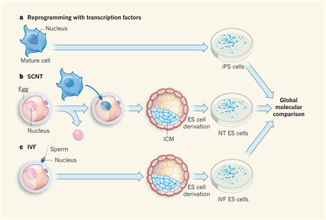 Comparing techniques for generating stem cells. Three techniques can be... | Download Scientific ...