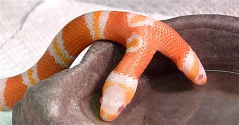 You've got to check out this two-headed snake - CBS News