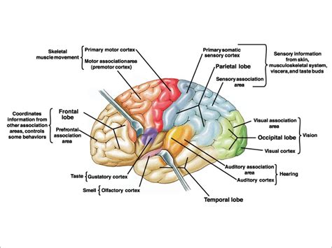 Canine Brain Anatomy Movement Science Motor Control At Queen Mary, University… | Brain anatomy ...