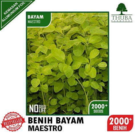 Jual 2000 Biji - Benih Bayam Hijau MAESTRO - Bibit Bayam Hijau Darat / Hidroponik Murah Meriah ...