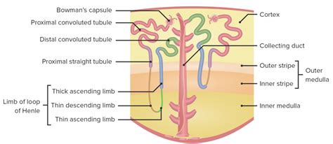 Tubular System | Concise Medical Knowledge