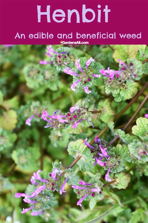 Henbit - a Useful Early Spring Weed to Get to Know - GardensAll