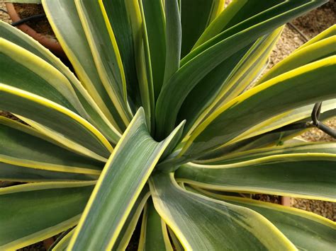 AGAVE DESMETTIANA 'VARIEGATA. Variegated smooth Agave. | thepalmtreecompany