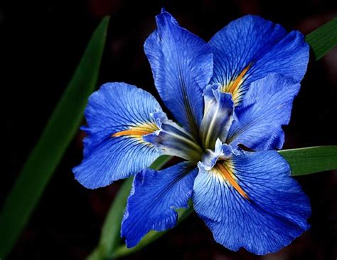 Blue Louisiana Iris | Flickr - Photo Sharing!