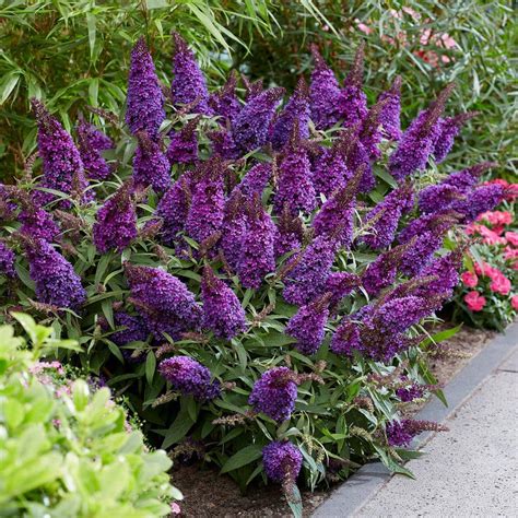 BUTTERFLY CANDY 1.5 Gal. Lil' Grape Butterfly Bush (Buddleia) Live ...