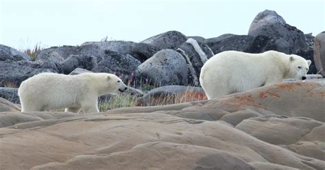 Churchill | Travel Manitoba