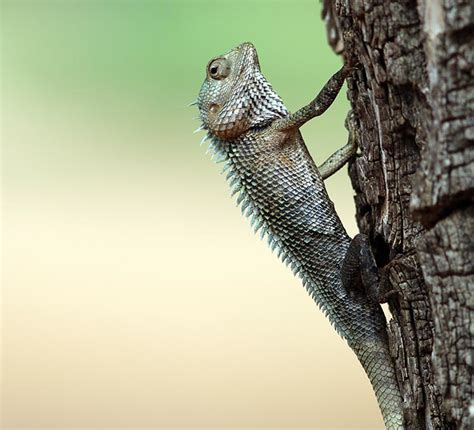 INDO-MALAYAN Tropical & Subtropical Dry (Deciduous) Forest reptiles