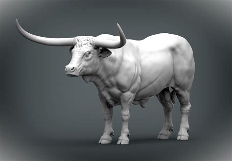 Texas Longhorn cattle bull standing –