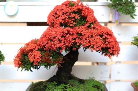 Flame Tree Bonsai: How To Care For Your Tree