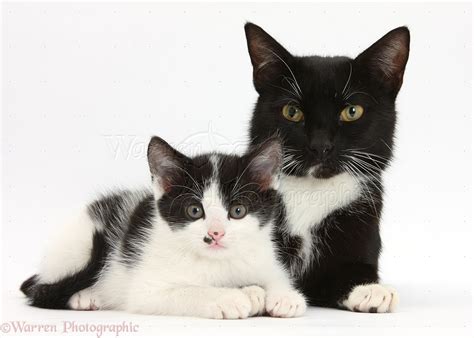 Black-and-white mother cat and kitten photo WP34463