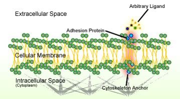 Glycocalyx | Definition, Function & Structure - Video & Lesson Transcript | Study.com