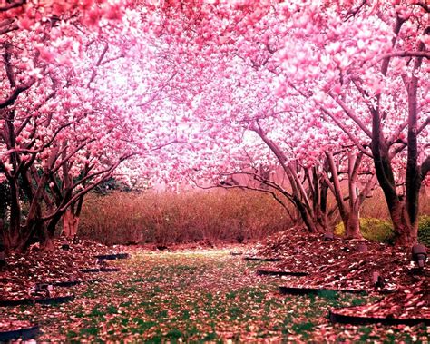 Aesthetic Cherry Blossom Landscape Wallpapers - Wallpaper Cave