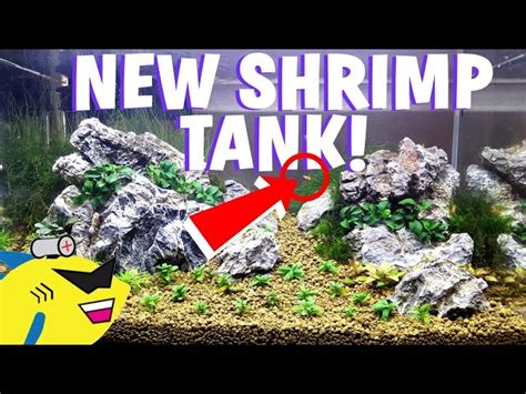 Shrimp Tank Setup - Aquatic videos