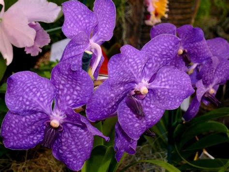 Purple Orchids Types | Orchid flower, Types of purple flowers, Vanda ...