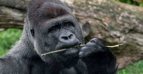 Eerily human trait suggests gorillas aren't as chill as we thought