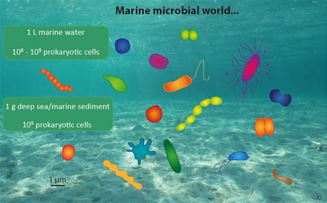 The microbial world in the deep sea / Die mikrobielle Welt in der Tiefsee | MiningImpact