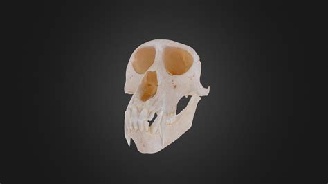 Gibbon Skull Animation - 3D model by Archaeology, Classics and Egyptology at Liverpool ...