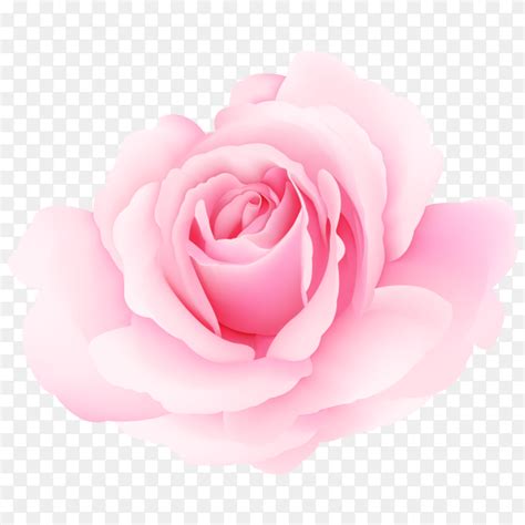 beautiful pink roses vector PNG - Similar PNG