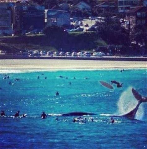 Bondi Beach Shark Attack