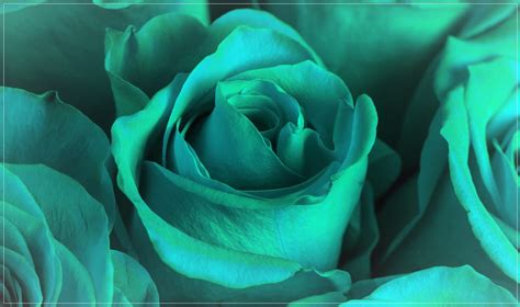 A Close Up View of Teal Roses - CCHC