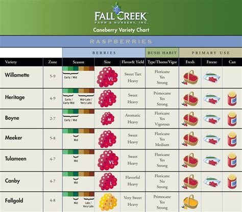 Raspberry Variety Chart | Raspberry plants, Raspberry, Farm nursery