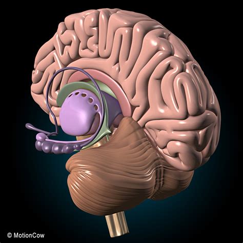 Brain & Nervous System – MotionCow