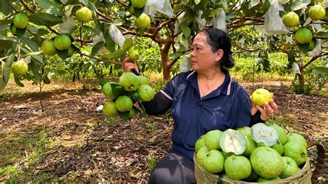 Harvesting Guava Fruit Goes to the market sell | Making garden - Lý ...