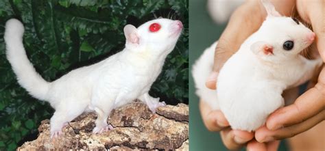 Leucistic Sugar Glider: A Unique Pet Experience | Own Your Pet