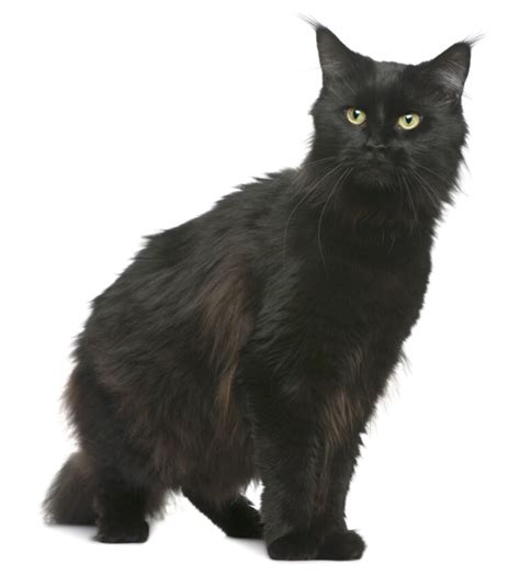 Black Maine Coon Cats - Everything You Need To Know - Pets Gal