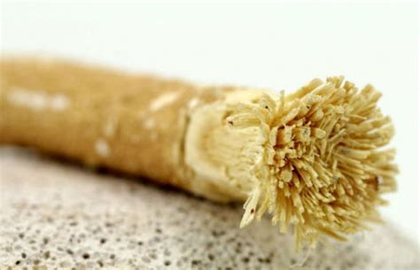 The Various Health Benefits of Miswak - The Natural Toothbrush | HTV