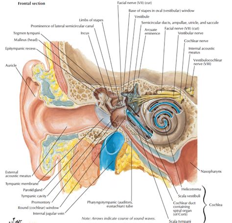 Head and Neck Anatomy: Tympanic Membrane