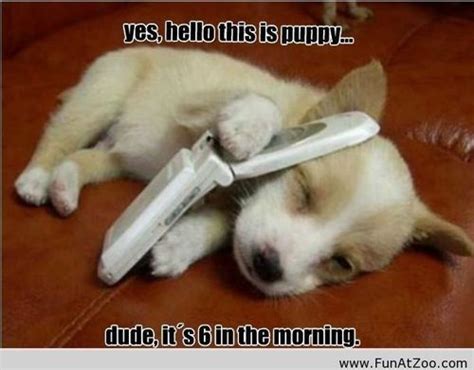 funny puppies with sayings - Google Search | Quotes | Pinterest | Funny ...