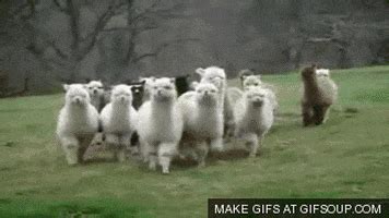 Alpacas GIFs - Find & Share on GIPHY