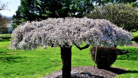 Dwarf Weeping Cherry Tree | Full Planting & Care Guide - Rennie Orchards