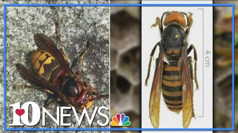 European hornet vs. Murder hornet: What's the difference? - YouTube