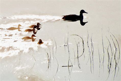 Duck Family Silhouette Photograph by Carsten Arnold - Fine Art America