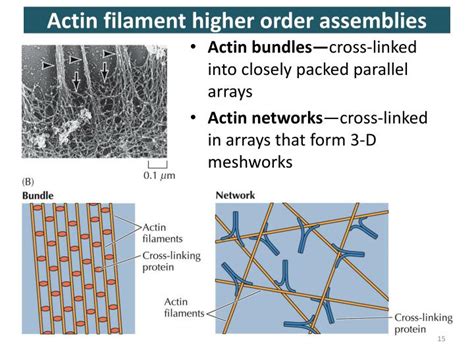 PPT - CYTOSKELETON (I) Actin filaments PowerPoint Presentation - ID:4364147