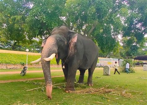 A Penance Of 16 Years: How Arjuna The Mysuru Ambari Elephant Came Back ...