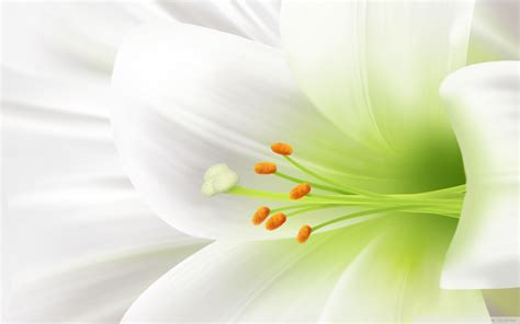 White Lily Wallpapers on WallpaperDog