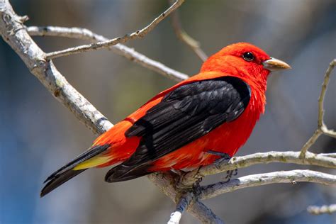 Birds of a Feather Migrate Together – City of Mississauga